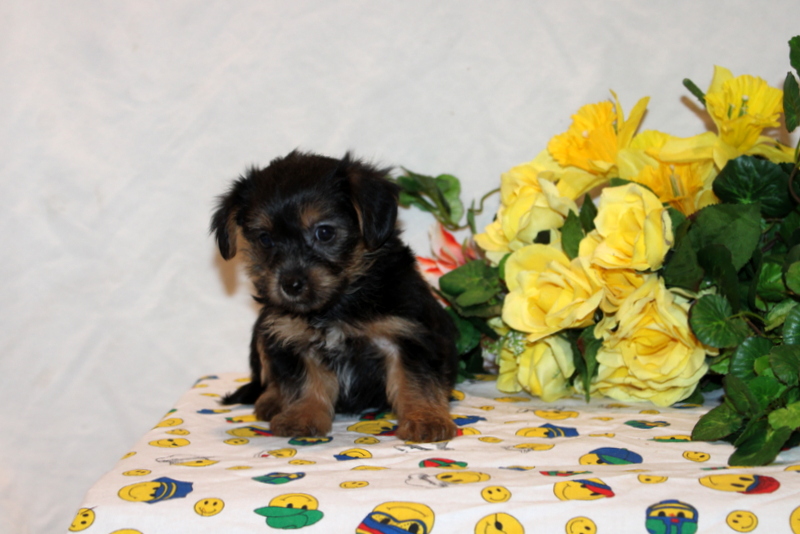 puppy, for, sale, Shorkie-Poo, Matthew B. Stoltzfus, dog, breeder, Gap, PA, dog-breeder, puppy-for-sale, forsale, nearby, find, puppyfind, locator, puppylocator, aca